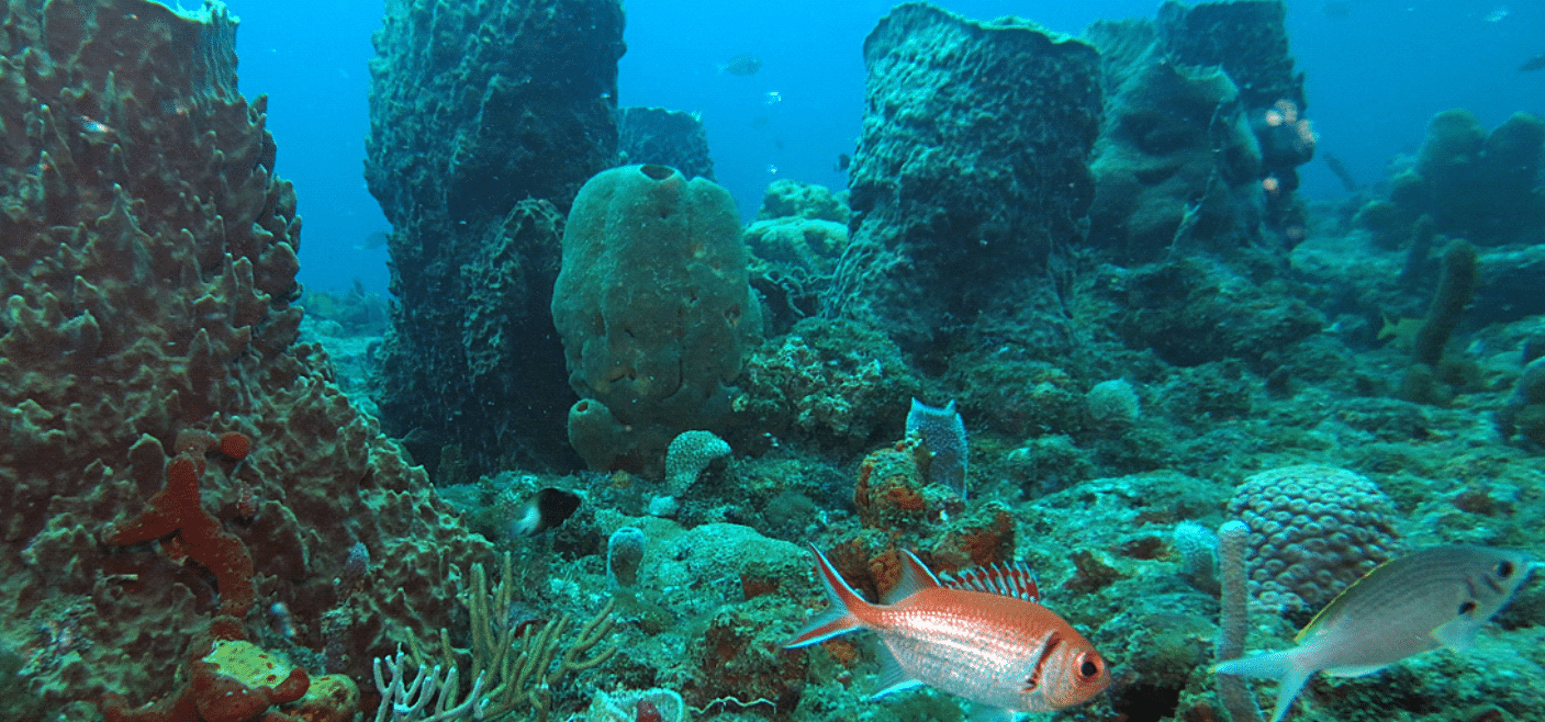 Coral Reefs