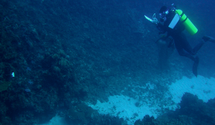 Dr. Michael conducting underwater observations while diving