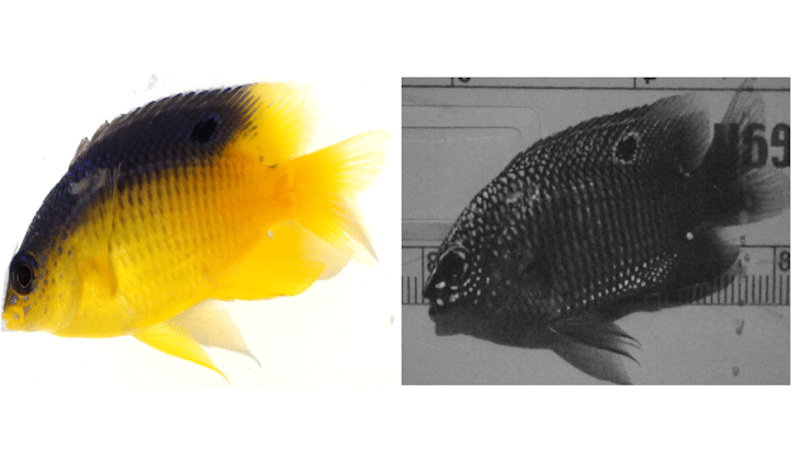 Visible and UV light color differences in fish color