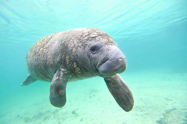 Manatee Swimming in The Ocean