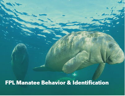 Manatee swimming underwater