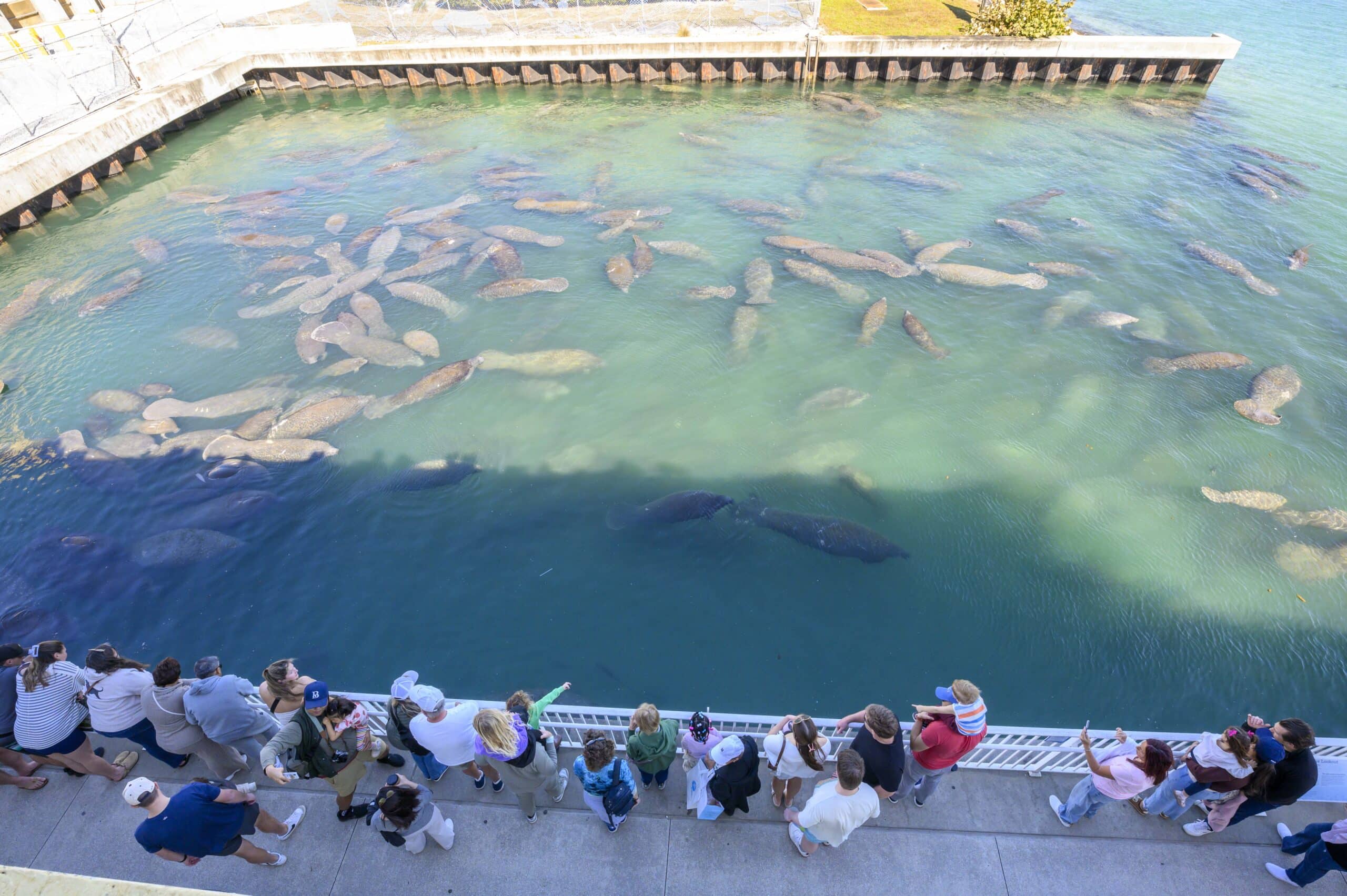 FPL_FPL_EA_128149_ManateeFest 2026 Photographer_DM010